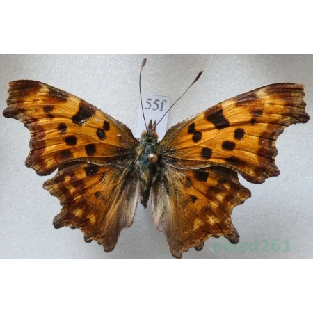 Polygonia c-album (Linnaeus, 1758) Rusałka ceik Czech55f
